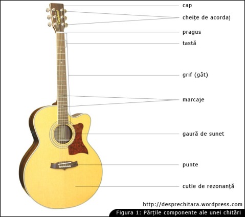 Anatomia chitarii